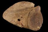 Hadrosaur Ungal - Alberta (Disposition #-) #95482-2